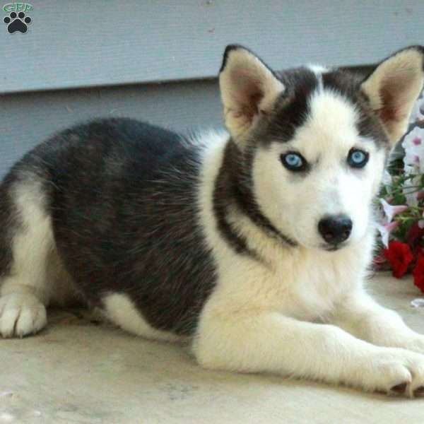 Rosebud, Siberian Husky Puppy