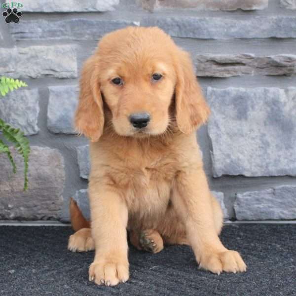 Rosie, Golden Retriever Puppy