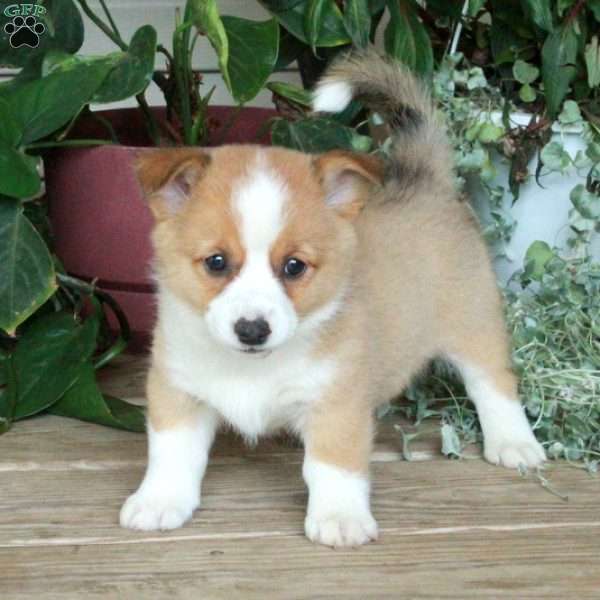 Rosie, Pembroke Welsh Corgi Puppy