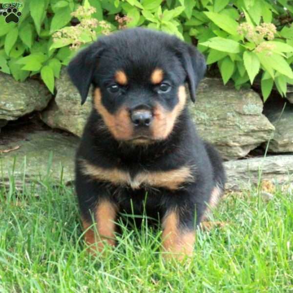 Rosie, Rottweiler Puppy