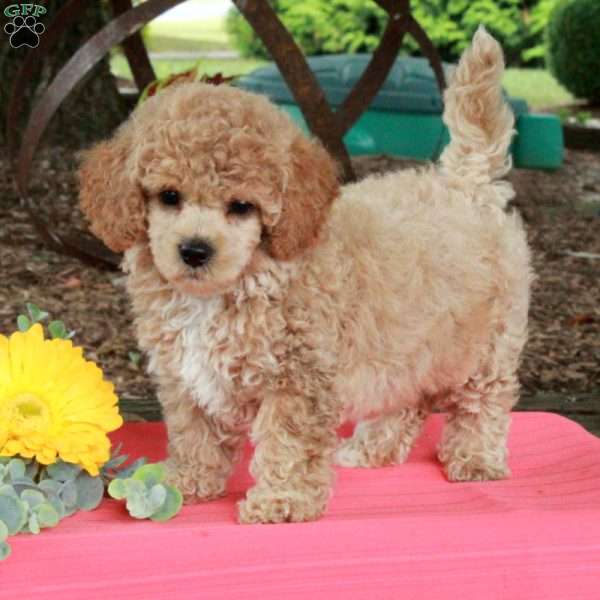 Rosie, Miniature Poodle Puppy