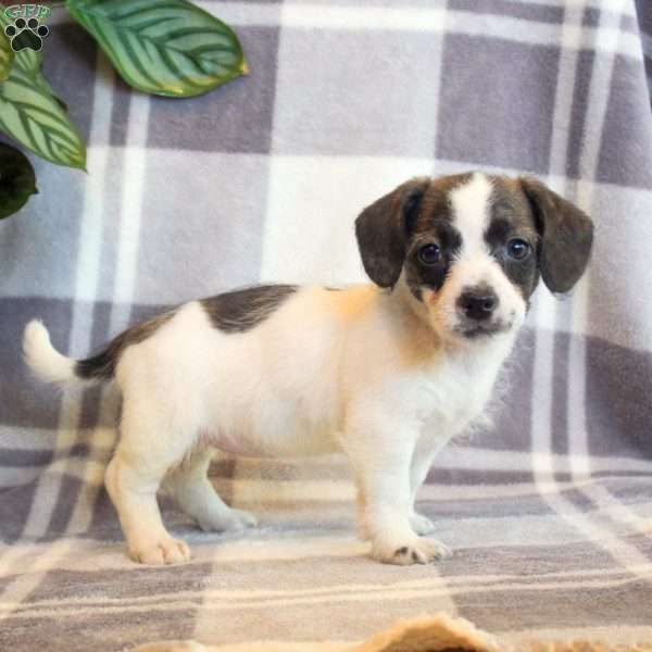 Rosie, Jack Russell Mix Puppy