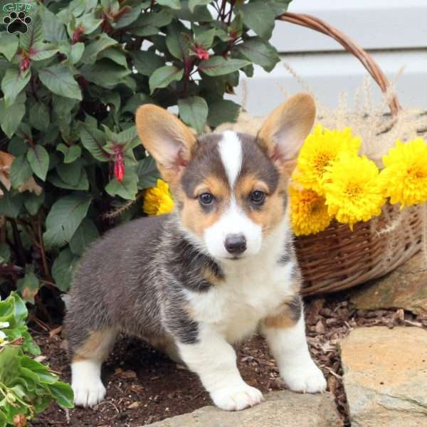 Rosie, Pembroke Welsh Corgi Puppy