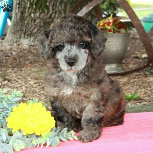 Rover, Miniature Poodle Puppy