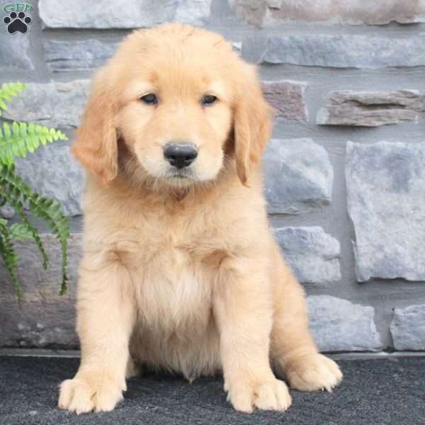 Rover - Golden Retriever Puppy For Sale in Pennsylvania