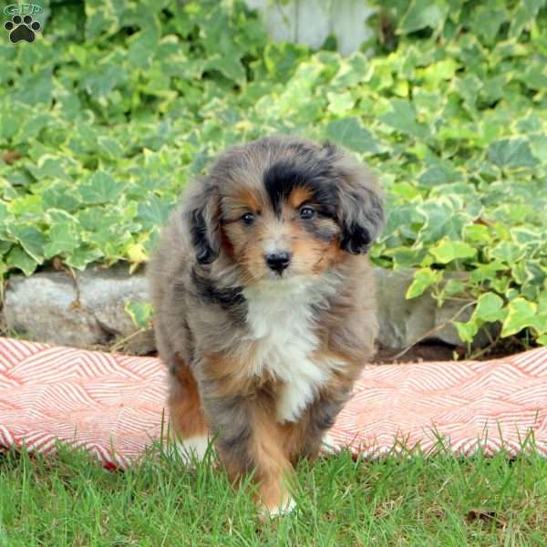 Rover, Mini Aussiedoodle Puppy