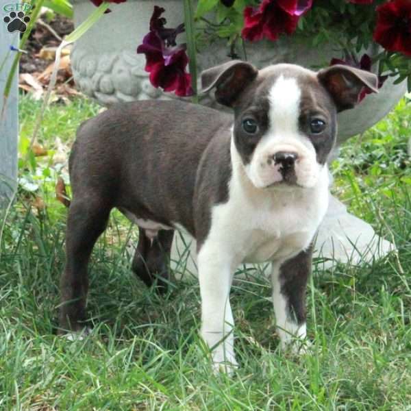 Rover, Boston Terrier Puppy