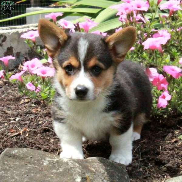 Rover, Pembroke Welsh Corgi Puppy