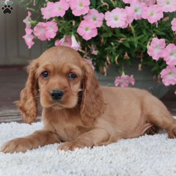 Rover, Cocker Spaniel Puppy