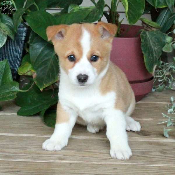 Roxie, Pembroke Welsh Corgi Puppy