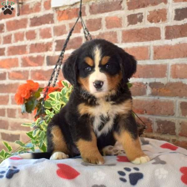 Roxy, Bernese Mountain Dog Puppy