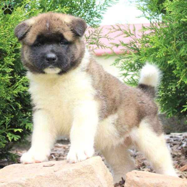 Roy, Akita Puppy