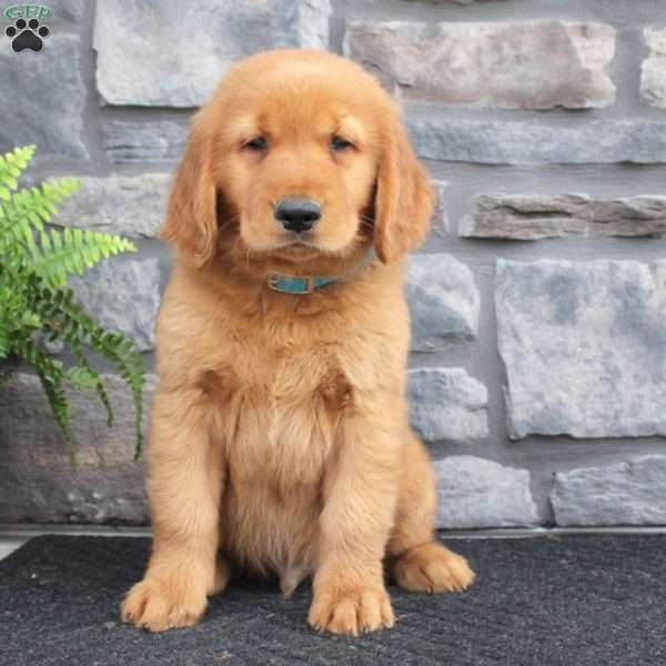 Royce, Golden Retriever Puppy