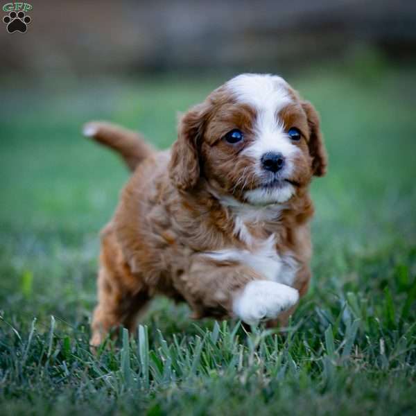 Ruby, Cavapoo Puppy