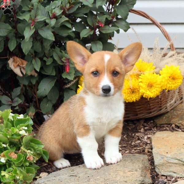 Ruby, Pembroke Welsh Corgi Puppy