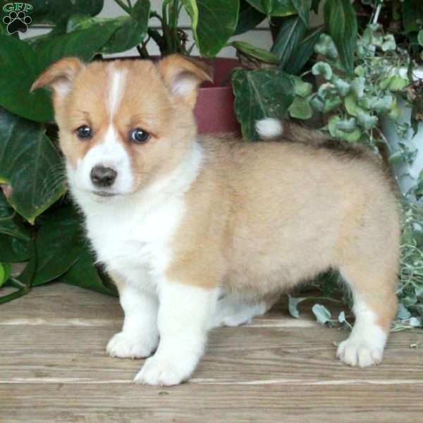 Ruby, Pembroke Welsh Corgi Puppy