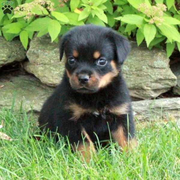 Ruby, Rottweiler Puppy