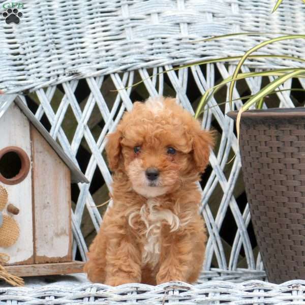 Rufus, Miniature Poodle Puppy