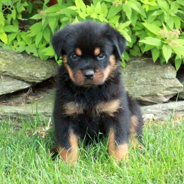 Ruger, Rottweiler Puppy