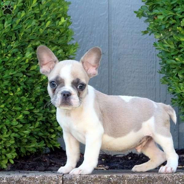 Rupert, French Bulldog Puppy