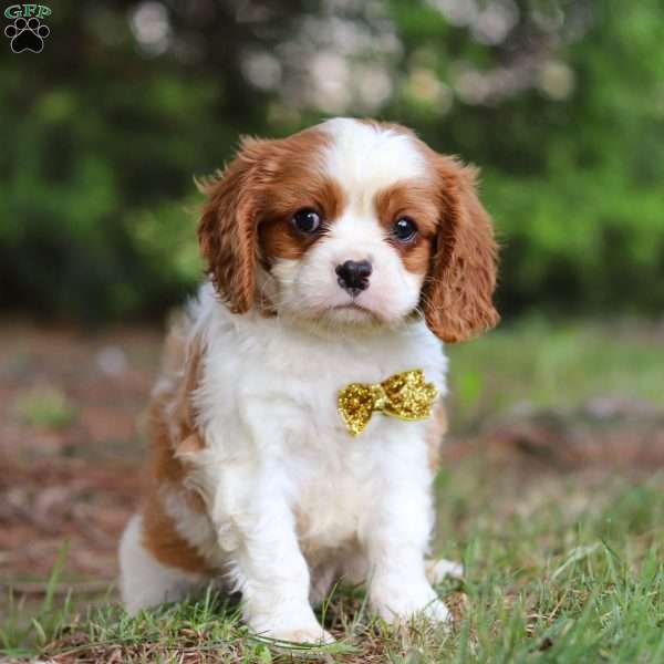 Russell, Cavalier King Charles Mix Puppy