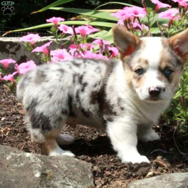 Rusty, Pembroke Welsh Corgi Puppy