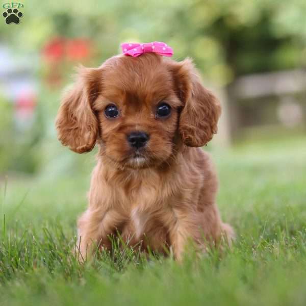 Ruth, Cavalier King Charles Spaniel Puppy