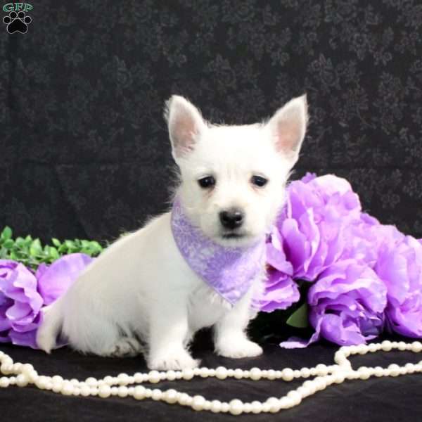 Ruthie, West Highland Terrier Puppy