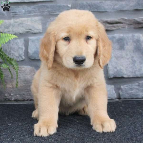 Ryan, Golden Retriever Puppy