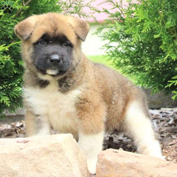 Ryan, Akita Puppy