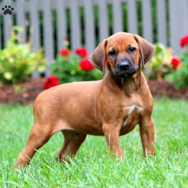 Ryder, Rhodesian Ridgeback Puppy