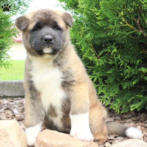 Rylee, Akita Puppy