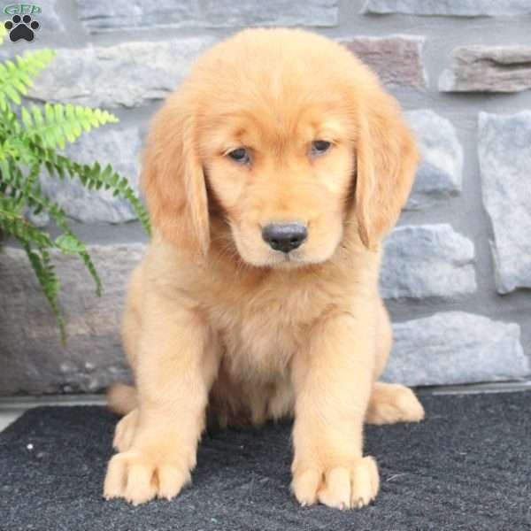 Rylee, Golden Retriever Puppy