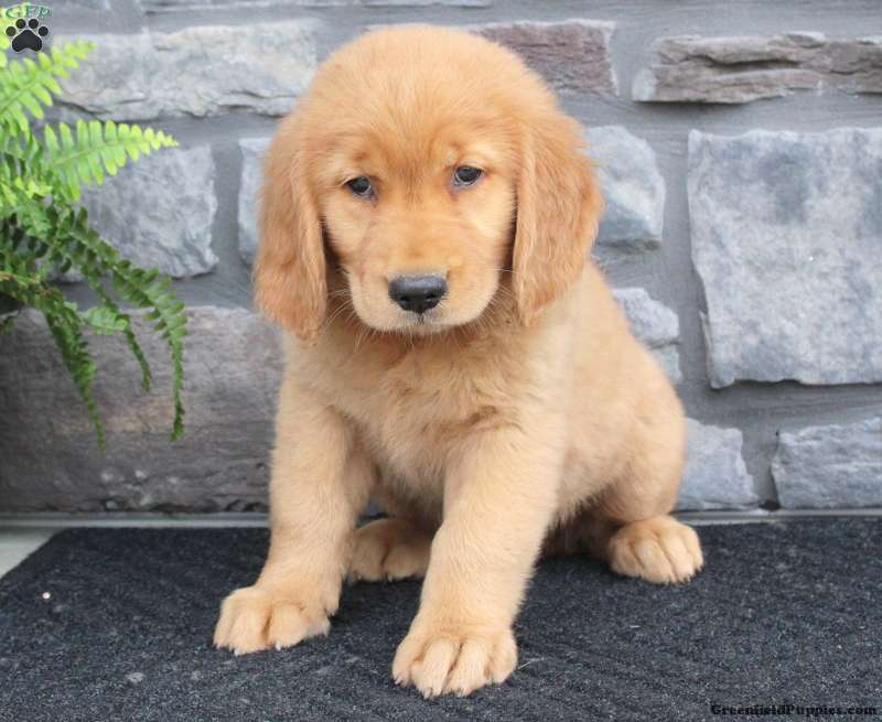 Rylee - Golden Retriever Puppy For Sale in Pennsylvania