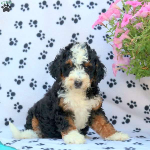 Sadie, Mini Bernedoodle Puppy