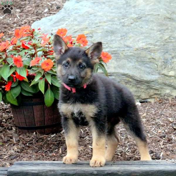 Sadie, German Shepherd Puppy