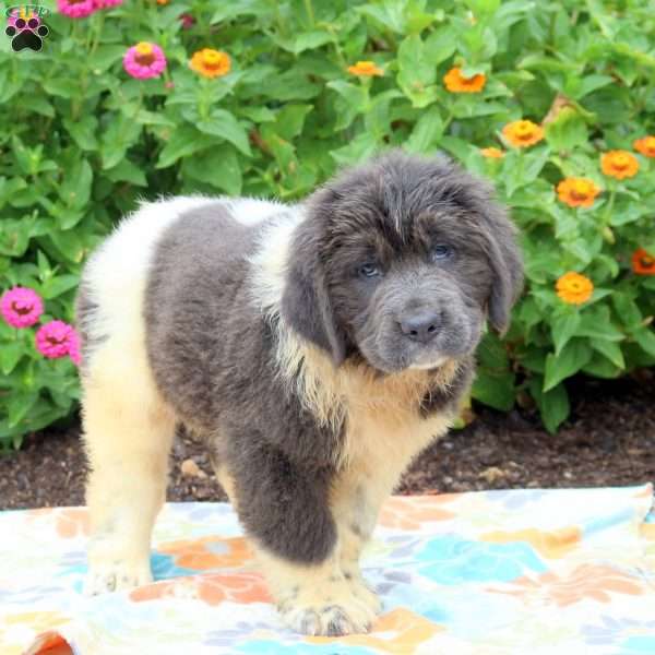 Sadie, Newfoundland Puppy