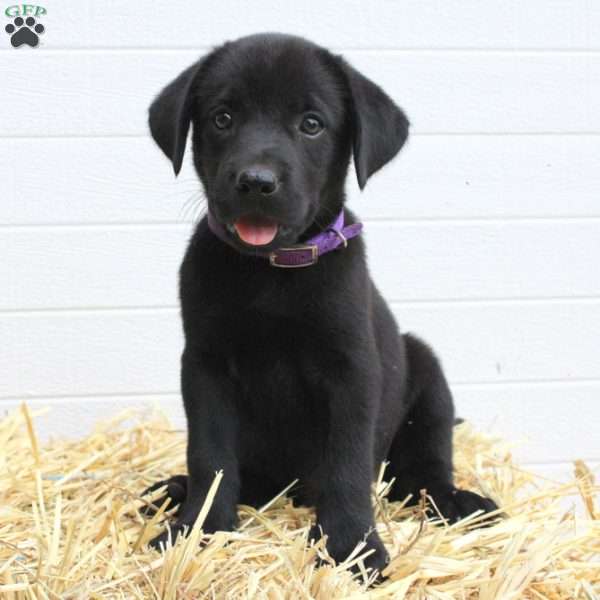 Sadie, Labrador Mix Puppy