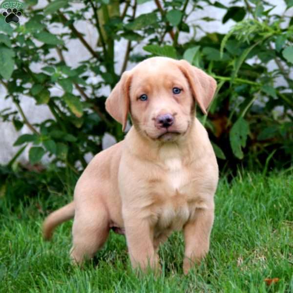 Sadie, Yellow Labrador Retriever Puppy