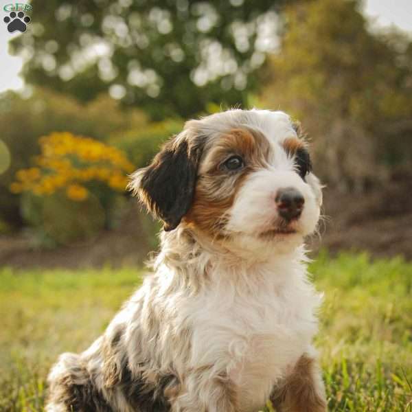 Sadie, Bernedoodle Puppy