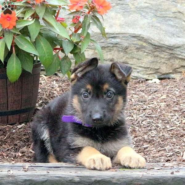 Sage, German Shepherd Puppy