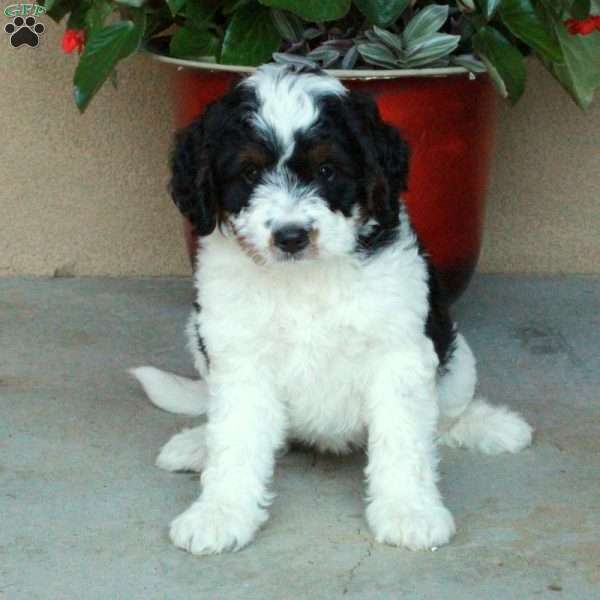 Sage, Mini Bernedoodle Puppy