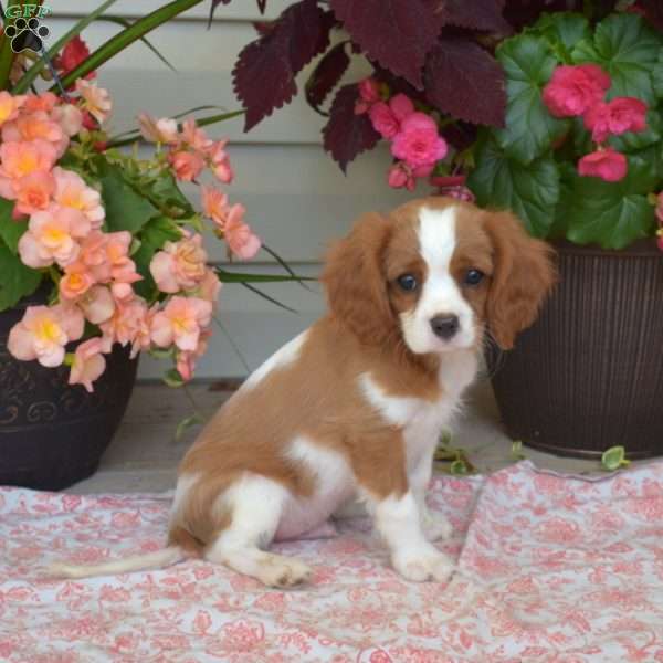 Sailor, Cavalier King Charles Spaniel Puppy