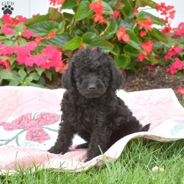 Sailor, Mini Labradoodle Puppy