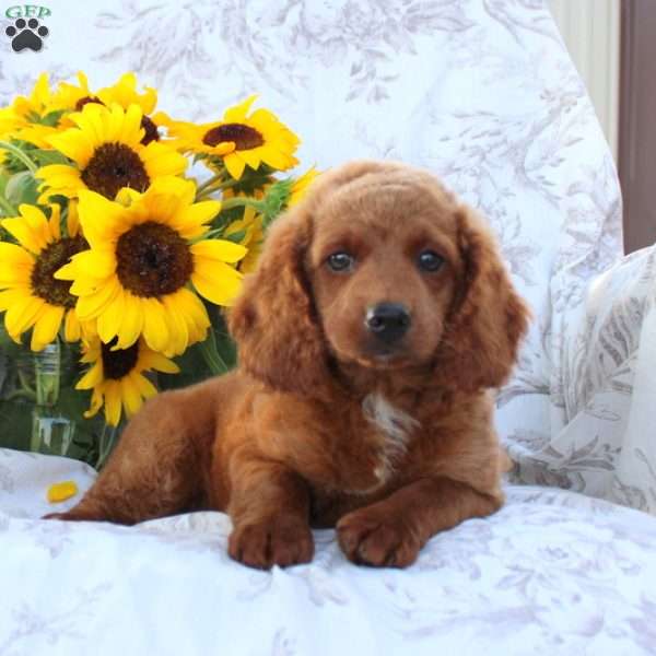 Sally, Cockapoo Puppy