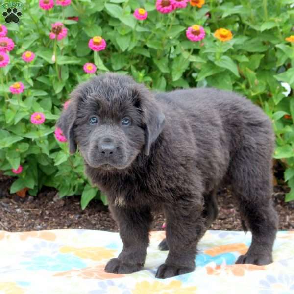 Sally, Newfoundland Puppy