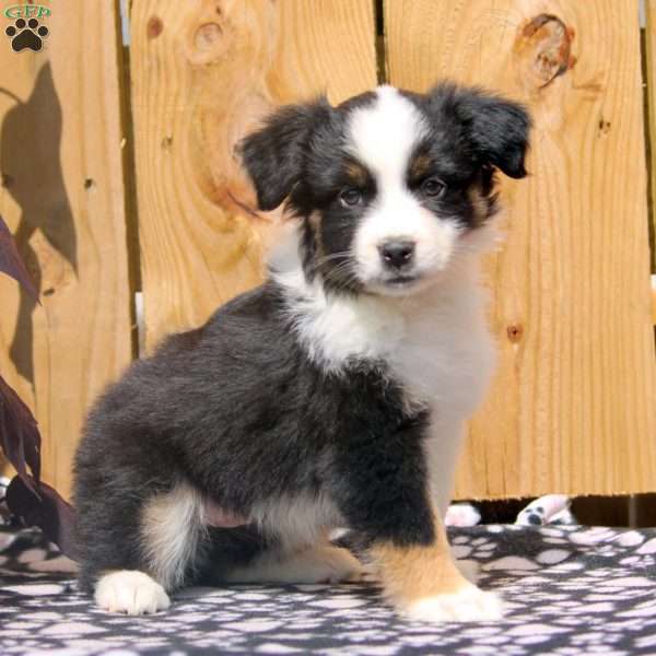 Sally, Miniature Australian Shepherd Puppy