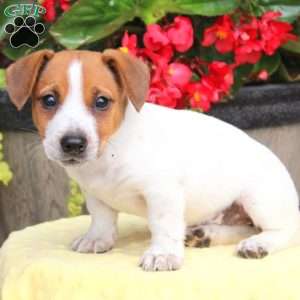 Sally, Jack Russell Terrier Puppy