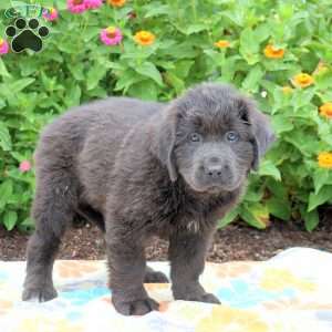 Sally, Newfoundland Puppy