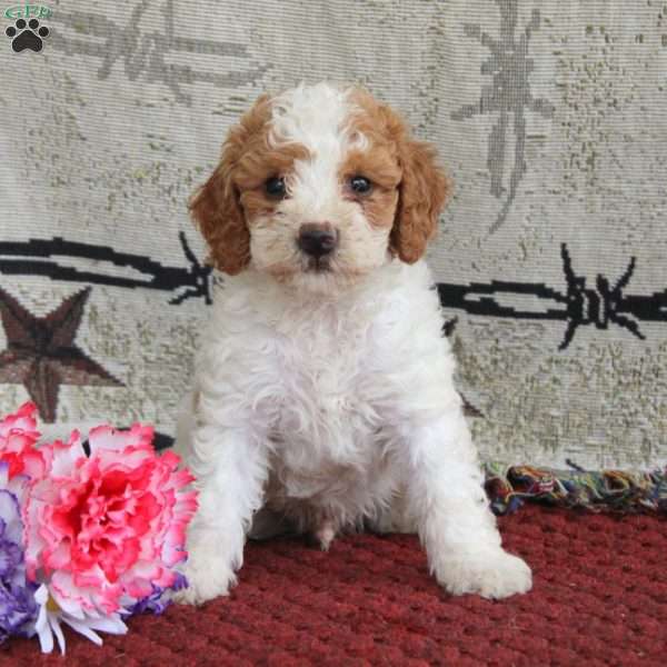 Sam, Cavapoo Puppy